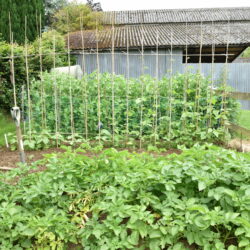 Enter the Melplash Agricultural Society’s Garden and Allotment competition