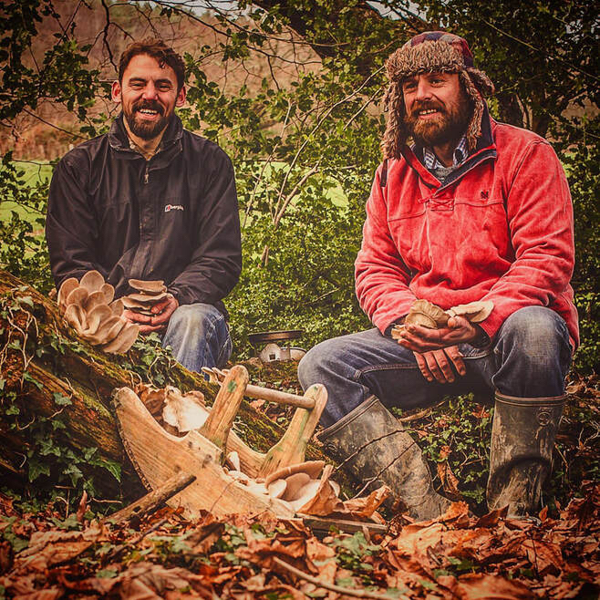 Meet the producer: Nick Phillips, Chris Gasson tell us about Chideock Champignons, their gourmet mushroom farm in Chideock: