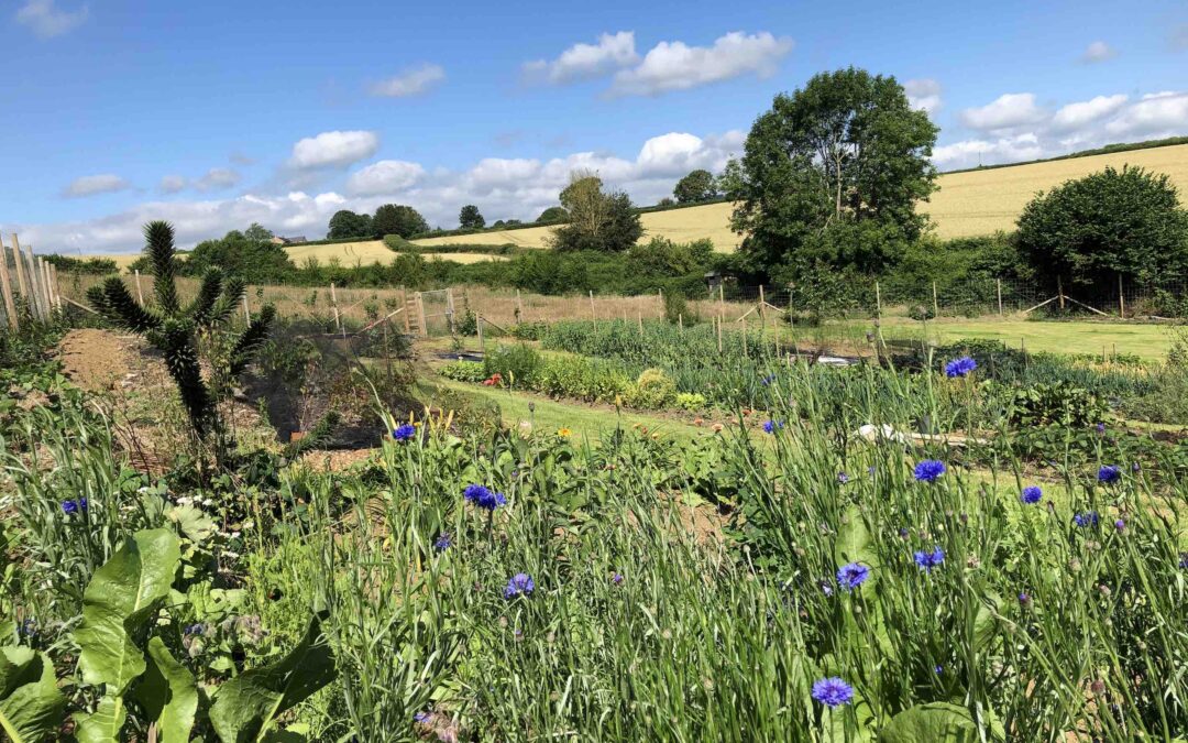 Vital Roots Garden courses: Bountiful Seed Saving on Saturday 31 July; and Pickle the Garden, Sunday 1 August.