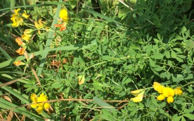 Down on the Allotments: tomato blight, snail-resistant produce, sea buckthorn, new crop experiments, Bird’s-Foot Trefoil, and a new outdoor gatherings space.